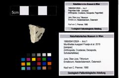 Foto (Objekt + Etikett) von Munitheites kuepperi (Fraaije et al., 2019)  (NHMW-GEO-1990-0041-2924)